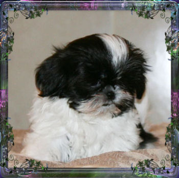 Kacy Imperial Shih Tzu female puppy